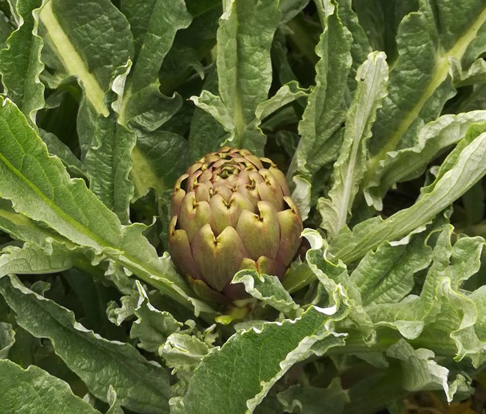 Carciofi freschi - apicale