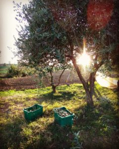 Foto della raccolta delle olive
