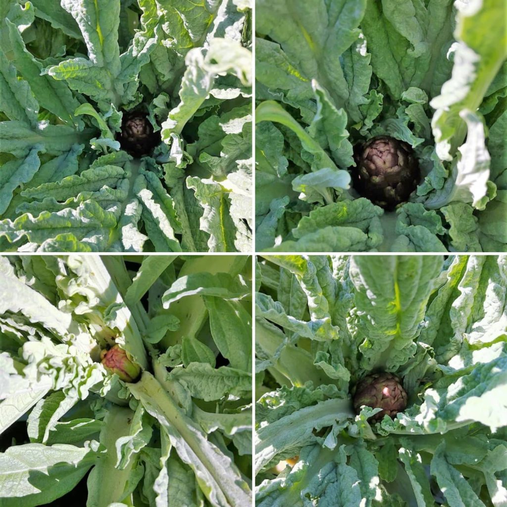 Immagine di piccoli carciofi di Montelupone bio che stanno crescendo nella pianta
