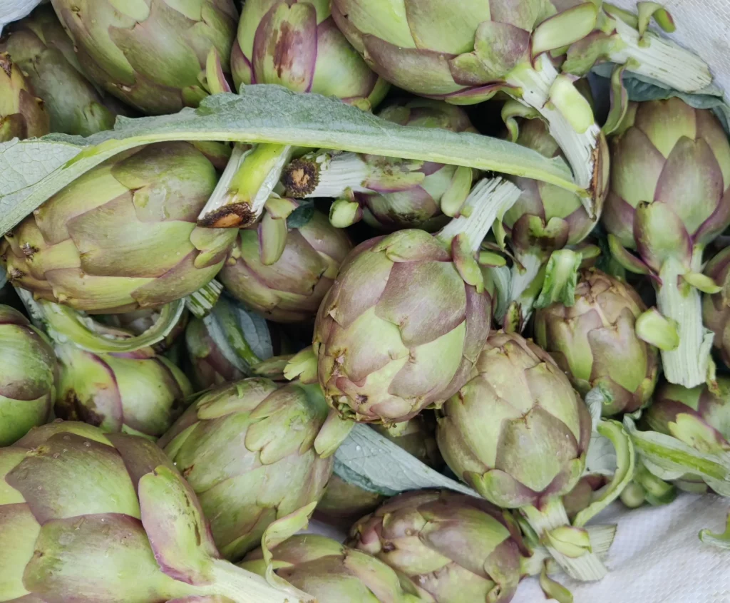 Immagine di carciofi di Montelupone biologici, raccolto aprile 2023