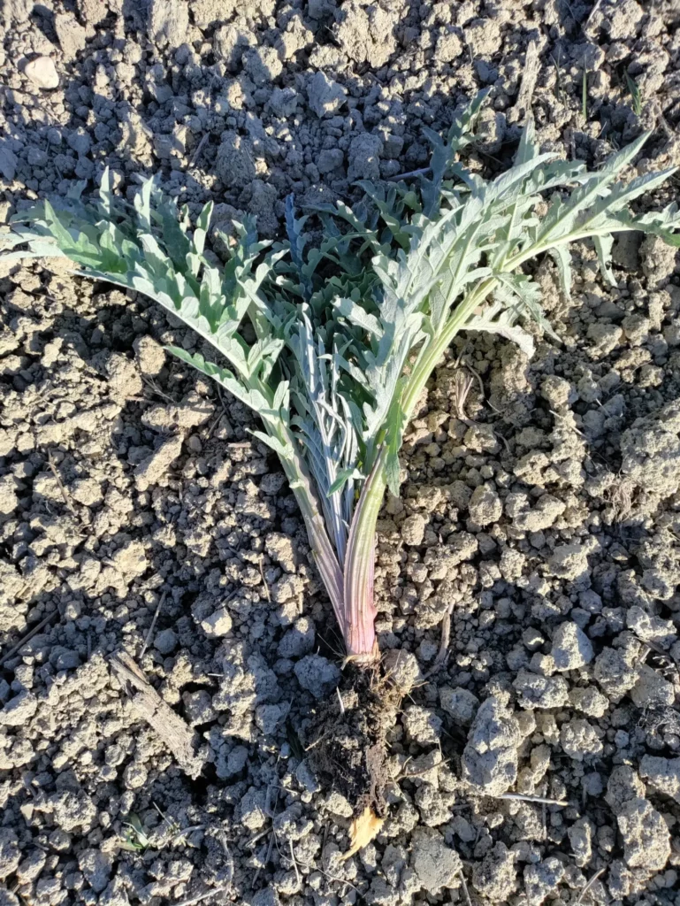 Immagine di carducci a radice nuda